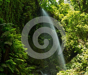 Los Tilos waterfall Laurisilva in La Palma laurel forest photo