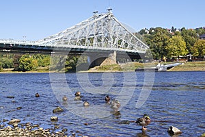 The Loschwitzer bridge over the river Elbe in Dresden