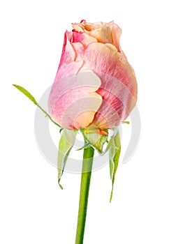 Lose up of abstract romantic beautiful yellow and pink rose flow