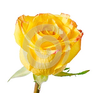 Lose up of abstract romantic beautiful yellow rose flower with d