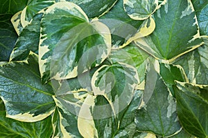 Ð¡lose-up of Algerian ivy Hedera Algeriensis leaves. Abstract green background with picturesque two-color leaves