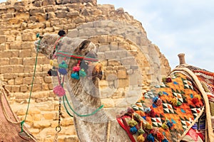 Ð¡lose-up of camel on Giza pyramid background