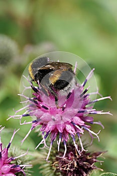 Ð¡lose-up of the Caucasian yellow-black bumblebee Bombus lucoru