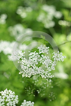 ÃÂ¡lose-up Close-up white little flowers