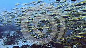 lose-Up Encounter with a Swarming School of Yellow Fish