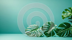 ?lose-up of monstera leaves on a turquoise light blue background with space for tex photo