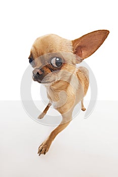 lose-up photo of a Chihuahua with perked ears looking at camera with question expression against white background.