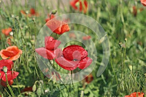 ÃÂ¡lose up of red poppy flowers in field. Flower poppy flowering on background poppies flowers