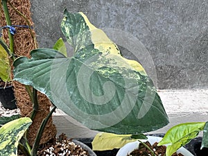 lose up Syngonium yellow variegreted glow in flower pot at home