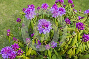 ?lose up view of blooming rhododendron in summer. photo