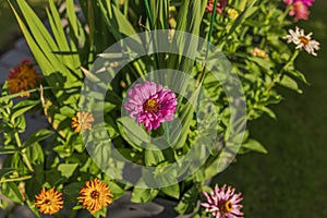 ?lose-up view of a colorful aster flowers flowers on a bright sunny day