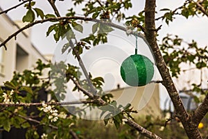 ?lose-up view of a green sticky plastic insect trap on an apple tree in the garden