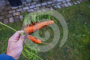 ?lose-up view of person's hand holding carrot by haulm during autumn harvest. photo