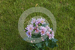 ?lose-up view of pink chrysanthemum flowers in a garden pot placed on the green lawn in the garden