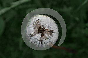 Ð¡lose-up of white dandelion on a background of green grass