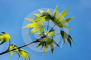 Ð¡lose-up of young green leaves of Liquidambar styraciflua or Amber tree in focus against background of blue sky