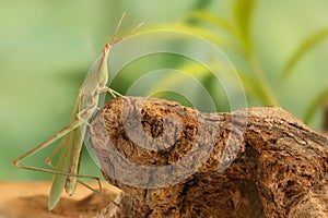 Ð¡loseup Acrida climbs on the snag on green leafs background