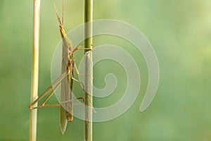 ÃÂ¡loseup Acrida oxycephala climbs on the twig on green leafs background.