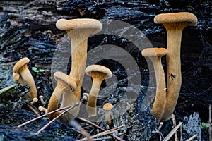 ÃÂ¡loseup of forest autumn orange mushrooms in macro