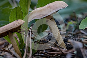 ÃÂ¡loseup of forest autumn mushrooms in macro