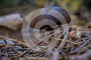 ÃÂ¡loseup of forest autumn edible mushrooms in macro