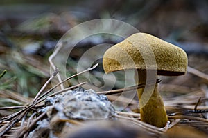 ÃÂ¡loseup of forest autumn velvet mushrooms in macro