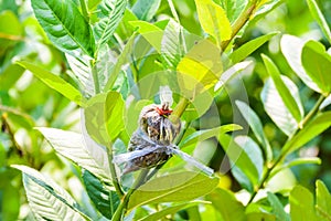 Loseup of graft on lime tree branch