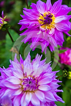 Loseup shot of dahlia purple explosion flowers in a garden