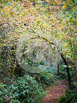 Trees in autumn arching over a trail in the forest