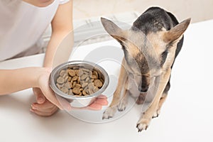 Loss of appetite in a dog. The pet turns away from the bowl with the feed in the hands of the girl