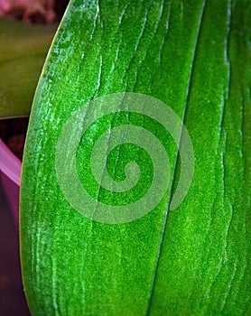 Loss of foliage turgor in an orchid, wrinkled leaf