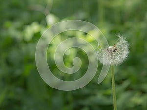 lossoming dandelion flowers in spring time