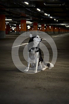 Lost abandoned husky dog. Sad siberian husky dog is sitting alone in the parking.