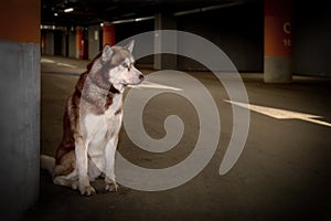 Lost abandoned husky dog. Sad siberian husky dog is sitting alone in the underground parking. Copy space.