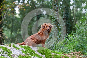 Lost or abandoned small dog during the winter