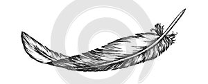 Lost Bird Outer Element Feather Hand Drawn Vector photo