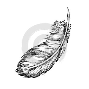 Lost Bird Outer Element Feather Monochrome Vector