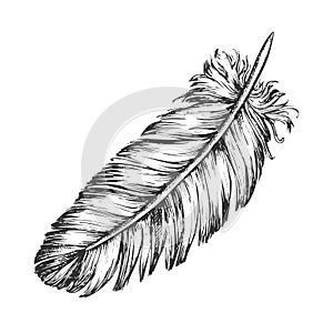 Lost Bird Outer Element Feather Sketch Vector photo