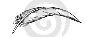 Lost Bird Outer Element Feather Vintage Vector