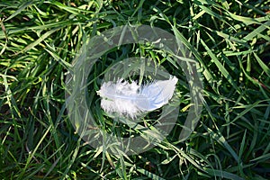 Lost bird white feather in the grass