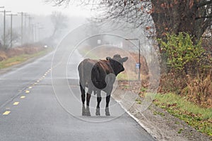 Lost Bull on the Road in the Fog