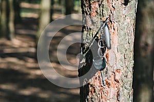 Lost car keys hanging on a tree