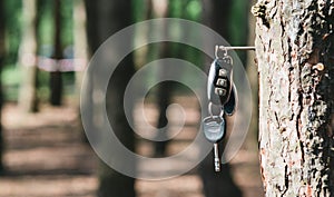 Lost car keys hanging on a tree