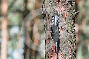 Lost car keys hanging on a tree