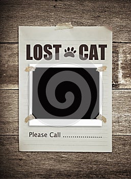 Lost cat