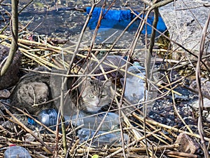 lost cat on the river bank among garbage