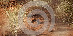 Lost cowboy boot in desolate desert landscape.