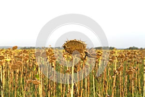 Lost crop of sunflowers.