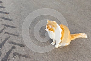 Lost dirty homeless scared red and white cat is sitting on the roadway, on the asphalt there is a black track from the car.