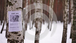 Lost dog announcement on Birch tree trunk on the left in winter park. Placard about missing pet in forest with white